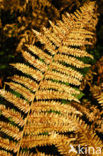 Western brackenfern (Pteridium aquilinum)