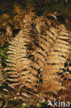 Western brackenfern (Pteridium aquilinum)