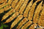 Western brackenfern (Pteridium aquilinum)