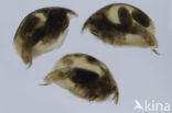 Alona affinis