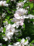 Apple tree (Malus)