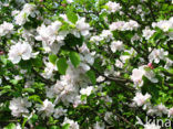 Apple tree (Malus)