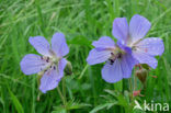 Beemdooievaarsbek (Geranium pratense)