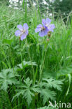 Beemdooievaarsbek (Geranium pratense)