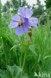 Beemdooievaarsbek (Geranium pratense)