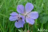 Beemdooievaarsbek (Geranium pratense)