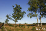Birch (Betula)