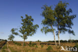 Birch (Betula)