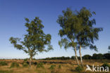 Birch (Betula)