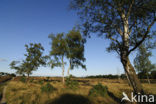 Birch (Betula)