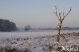 Birch (Betula)