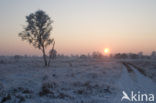 Birch (Betula)