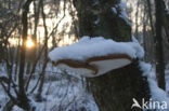 Birch polypore (Piptoporus betulinus)