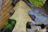 Beech (Fagus sylvatica)