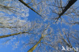 Beech (Fagus sylvatica)