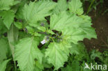 Henbane (Hyoscyamus niger)