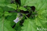 Henbane (Hyoscyamus niger)