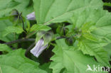 Henbane (Hyoscyamus niger)