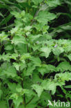 Henbane (Hyoscyamus niger)