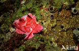 Leaf scorpionfish (Taenianotus triacanthus)