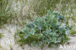 Blauwe zeedistel (Eryngium maritimum)