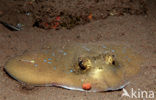 Blue-spotted Stingray (Taeniura lymma)