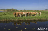 Blonde d Aquitaine cow (Bos Domesticus)