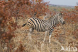 Plains zebra (Equus quagga boehmi)