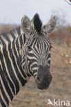 Bohm zebra (Equus quagga boehmi)