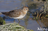 Dunlin (Calidris alpina)