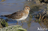 Dunlin (Calidris alpina)
