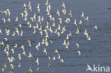 Bonte Strandloper (Calidris alpina)