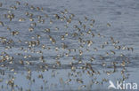 Dunlin (Calidris alpina)