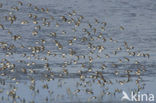 Bonte Strandloper (Calidris alpina)