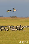 Brandgans (Branta leucopsis)