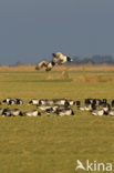 Brandgans (Branta leucopsis)