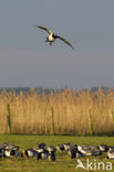 Brandgans (Branta leucopsis)