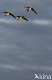 Barnacle Goose (Branta leucopsis)