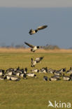 Barnacle Goose (Branta leucopsis)