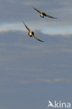 Barnacle Goose (Branta leucopsis)