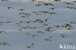 Brandgans (Branta leucopsis)