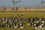 Brandgans (Branta leucopsis)