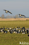 Brandgans (Branta leucopsis)