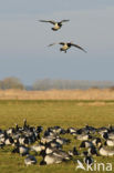 Brandgans (Branta leucopsis)