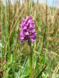 Brede orchis (Dactylorhiza majalis)