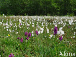 Brede orchis (Dactylorhiza majalis)