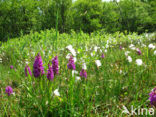 Brede orchis (Dactylorhiza majalis)