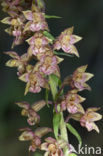 Brede wespenorchis (Epipactis helleborine)