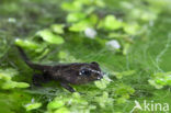 Common Frog (Rana temporaria)