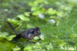 Common Frog (Rana temporaria)
